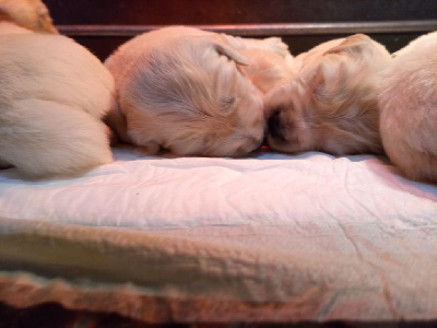 Les chiots de Golden Retriever