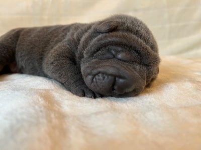 Les chiots de Shar Pei