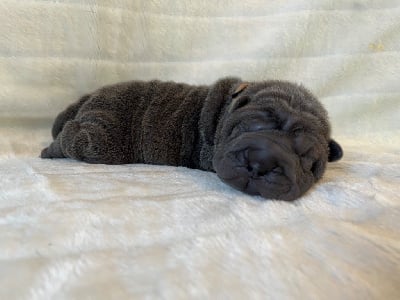 Les chiots de Shar Pei