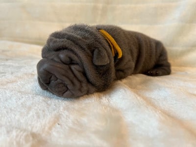 Les chiots de Shar Pei