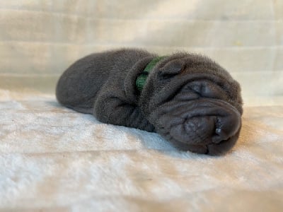 Les chiots de Shar Pei