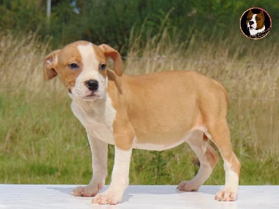 Femelle 1 / en 4 X par CB - American Staffordshire Terrier