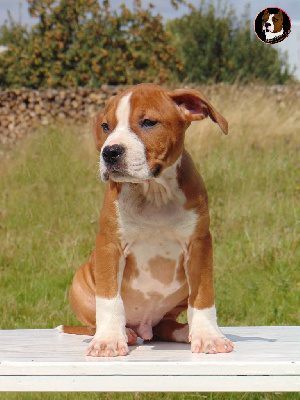 Mâle 2 / en 4 X par CB - American Staffordshire Terrier