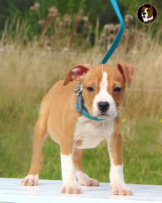 Femelle 3 / en 4 X par CB - American Staffordshire Terrier