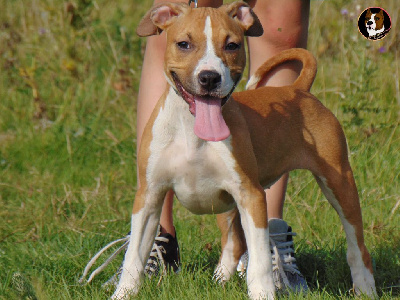 Les chiots de American Staffordshire Terrier