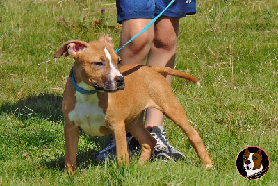 Daisun /en 4X par CB - American Staffordshire Terrier