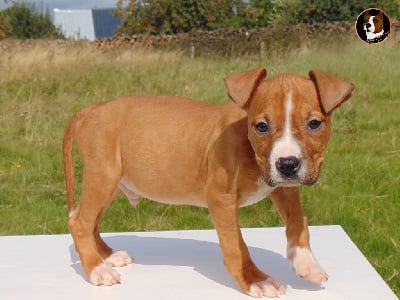 Les chiots de American Staffordshire Terrier