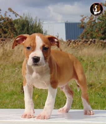 Mâle 3 / en 4 X par CB - American Staffordshire Terrier