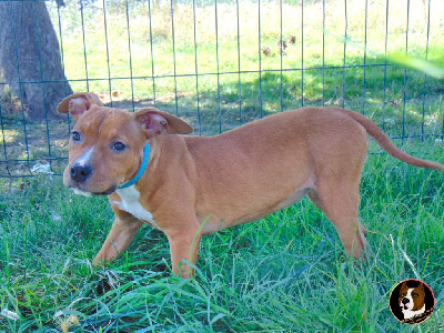 Les chiots de American Staffordshire Terrier