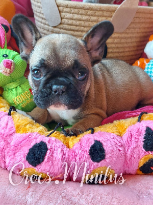 Les chiots de Bouledogue français