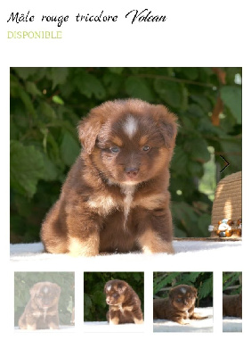 Les chiots de Berger Américain Miniature 