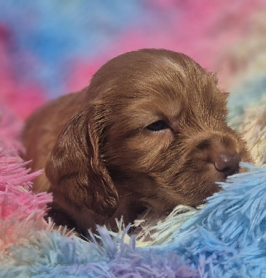 Vassili - Cocker Spaniel Anglais