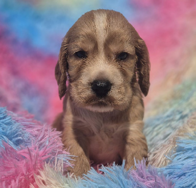 Les chiots de Cocker Spaniel Anglais