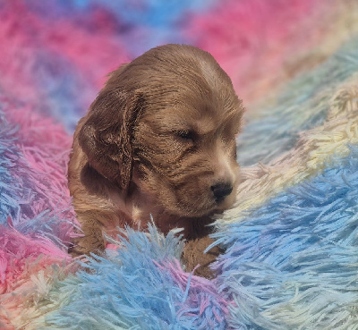 Les chiots de Cocker Spaniel Anglais