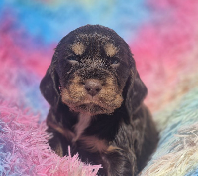 Les chiots de Cocker Spaniel Anglais