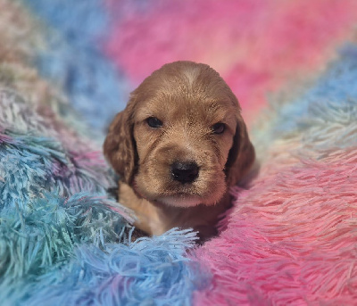 Les chiots de Cocker Spaniel Anglais