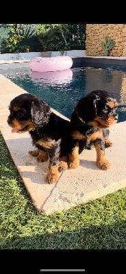 Les chiots de Cavalier King Charles Spaniel