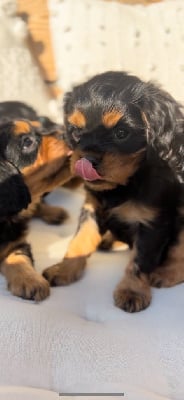 Les chiots de Cavalier King Charles Spaniel