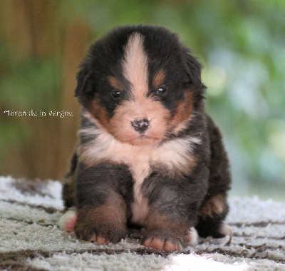 Les chiots de Bouvier Bernois