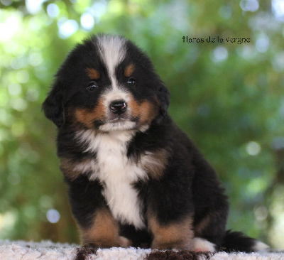 Les chiots de Bouvier Bernois