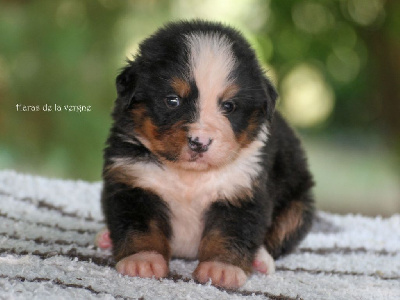 Les chiots de Bouvier Bernois