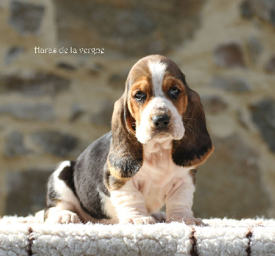 Les chiots de Basset Hound