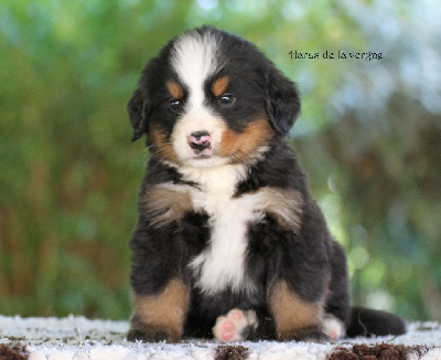 Les chiots de Bouvier Bernois