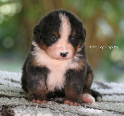 Les chiots de Bouvier Bernois