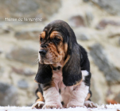 Les chiots de Basset Hound