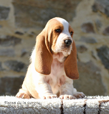 Les chiots de Basset Hound