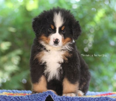 Les chiots de Bouvier Bernois