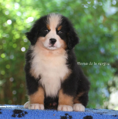 Les chiots de Bouvier Bernois