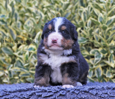 Les chiots de Bouvier Bernois