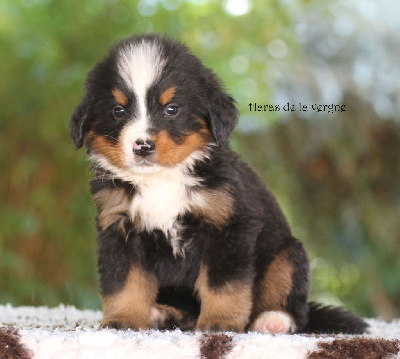 Les chiots de Bouvier Bernois