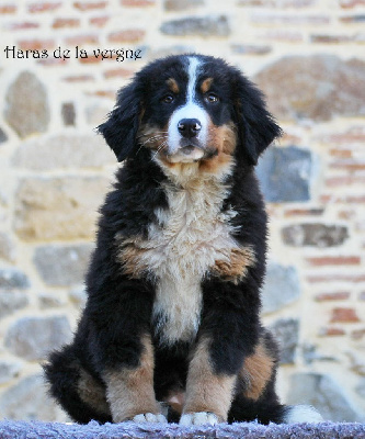 Les chiots de Bouvier Bernois