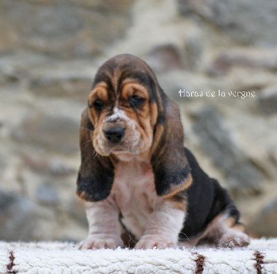 Les chiots de Basset Hound