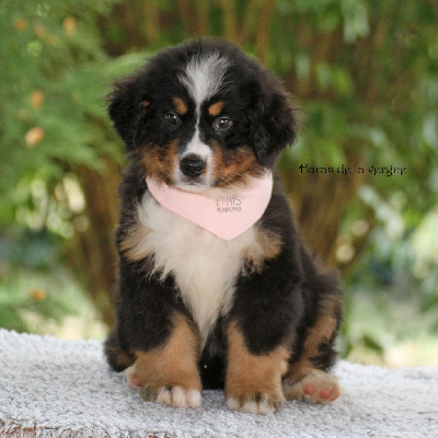 Les chiots de Bouvier Bernois