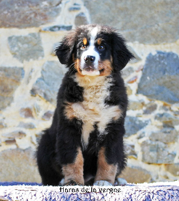 Les chiots de Bouvier Bernois