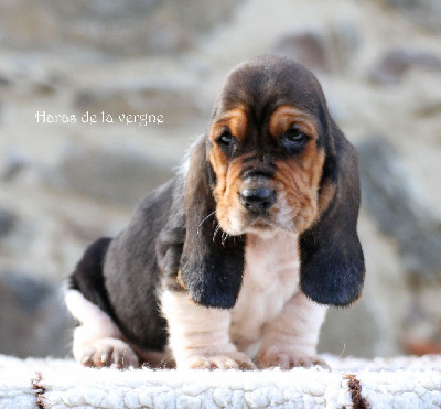 Les chiots de Basset Hound