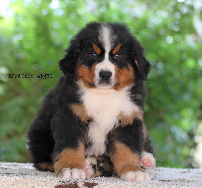 Les chiots de Bouvier Bernois