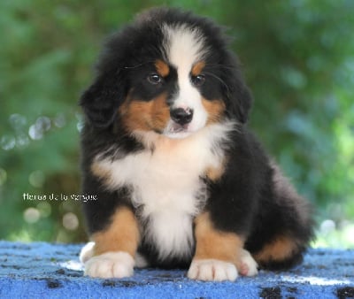 Les chiots de Bouvier Bernois