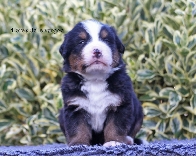 Les chiots de Bouvier Bernois