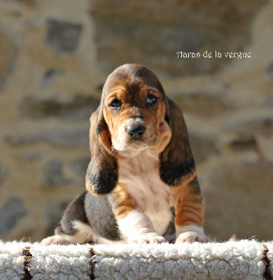 Les chiots de Basset Hound