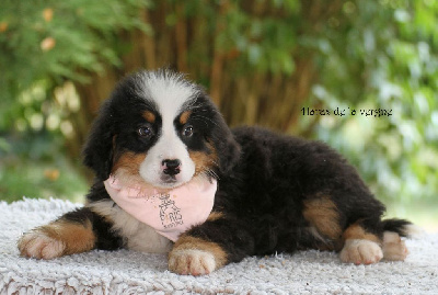 Les chiots de Bouvier Bernois