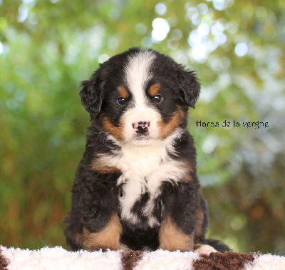 Les chiots de Bouvier Bernois