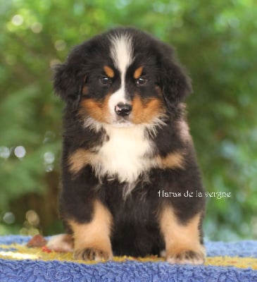 Les chiots de Bouvier Bernois