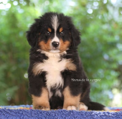 Les chiots de Bouvier Bernois