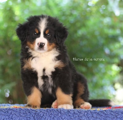 Les chiots de Bouvier Bernois