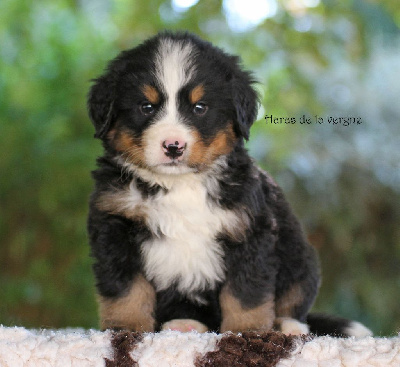 Les chiots de Bouvier Bernois