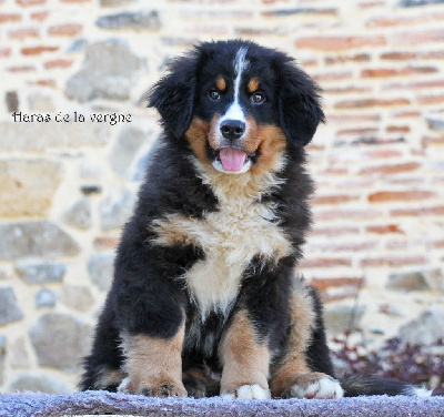 Les chiots de Bouvier Bernois